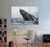 Gray Whale Canvas Print