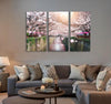 Cherry Blossom Canvas Print