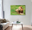 Furry Lion Canvas Print