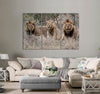 Male Lions Canvas Print