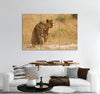 Lionesses Sitting on a Field Canvas Print