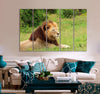 Calm Lion Canvas Print