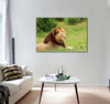 Calm Lion Canvas Print