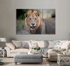 Ferocious Lion Canvas Print