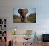 African Elephant Canvas Print