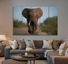 African Elephant Canvas Print