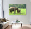 Elephants in The Nature Canvas Print