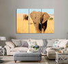 Elephant with Broken Fang Canvas Print