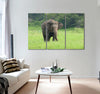 Elephant in The Nature Canvas Print