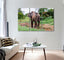 Asian Elephant Canvas Print