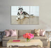 Husky Canvas Print