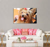 Cute York Terrier Canvas Print