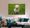 Puppy Sitting on a Grass Canvas Print