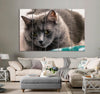 Beautiful Cat Canvas Print