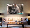 Beautiful Cat Canvas Print