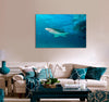 White and Black Shark Canvas Print